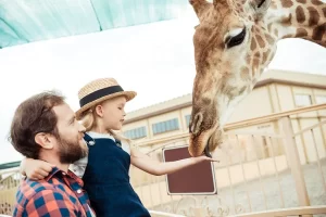 depositphotos 167960114 stock photo family feeding giraffe in zoo